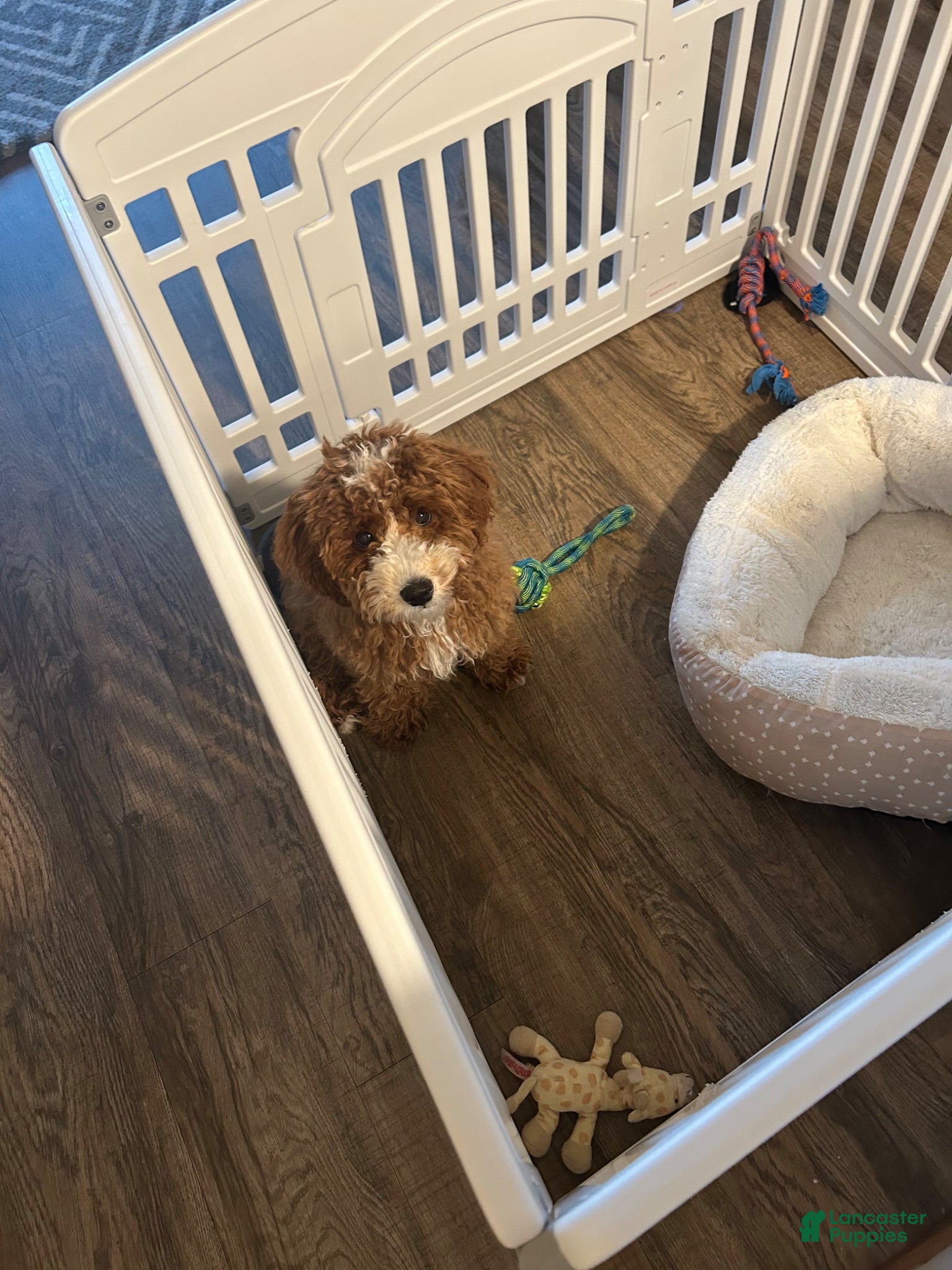 Cavapoo dogs Cavapoo Puppy 1 - Ad 20