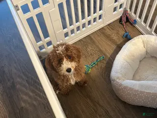 Cavapoo dogs Cavapoo Puppy 1 - Ad 20