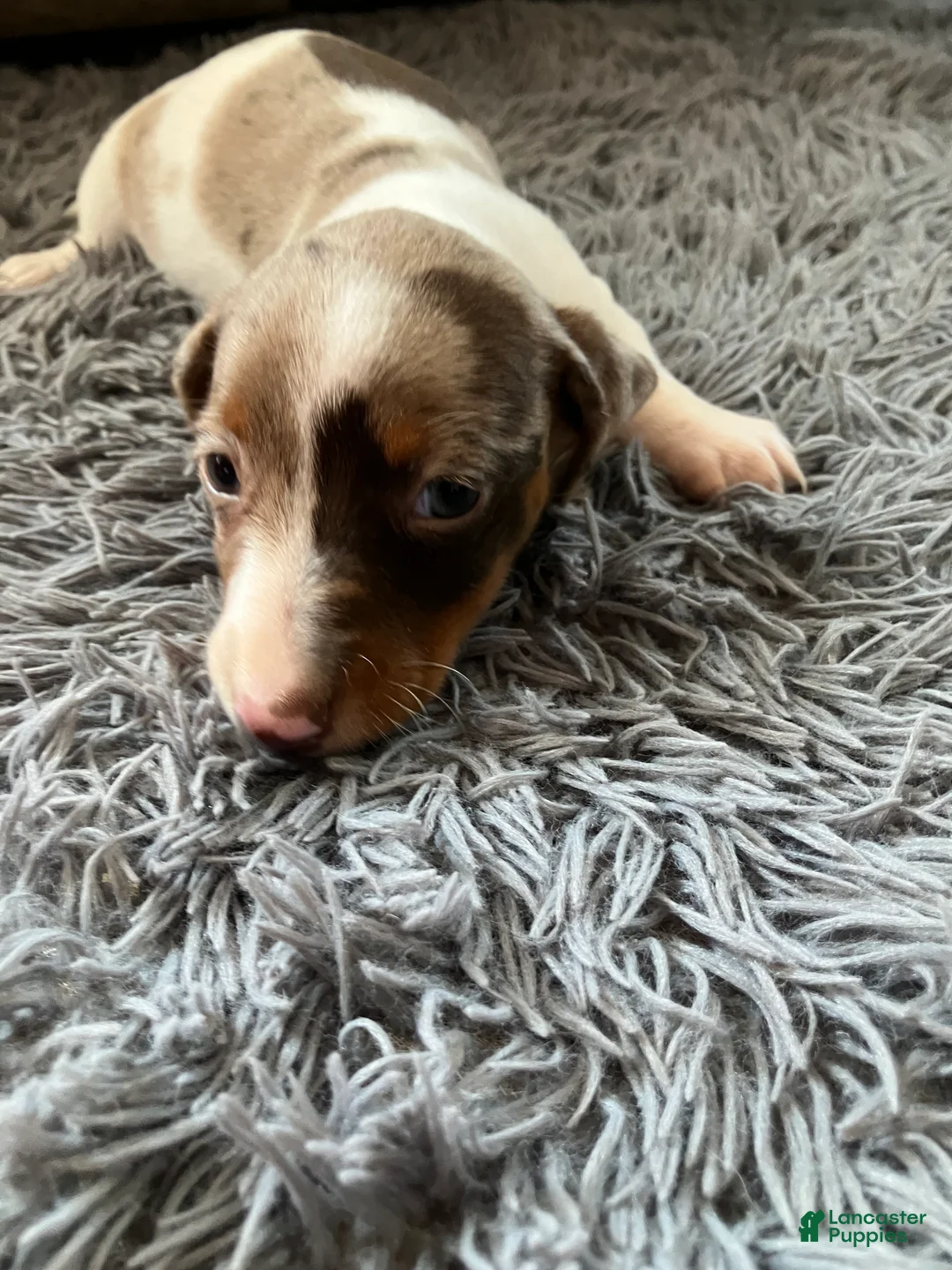 Miniature Dachshund dogs for sale: Akc smoke - Ad 5