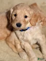 Goldendoodle Puppy 7