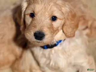 Goldendoodle dogs Goldendoodle Puppy 7 - Ad 38