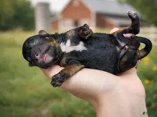 Cavapoo dogs Olive - Ad 20