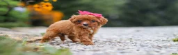 Cavapoo dogs for sale: Brielle - Ad 6