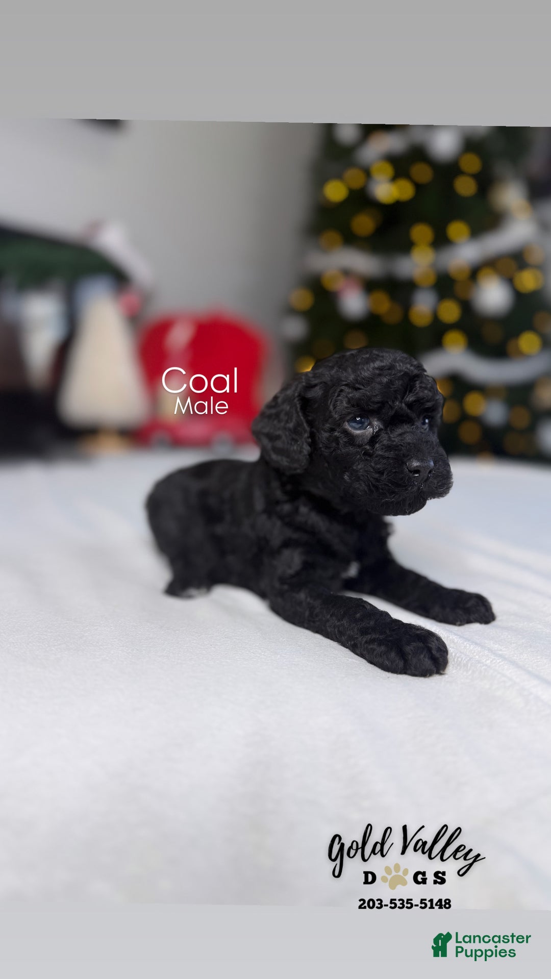 Mixed Breed dogs for sale: COAL - Ad 2