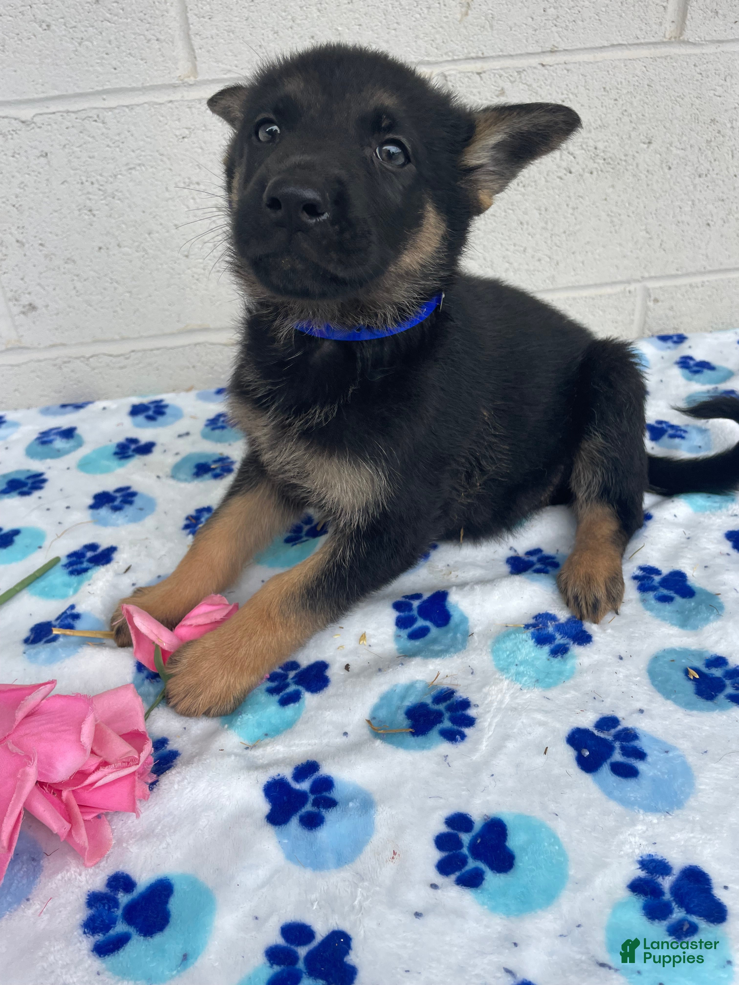 German Shepherd dogs Lulu - Ad 35