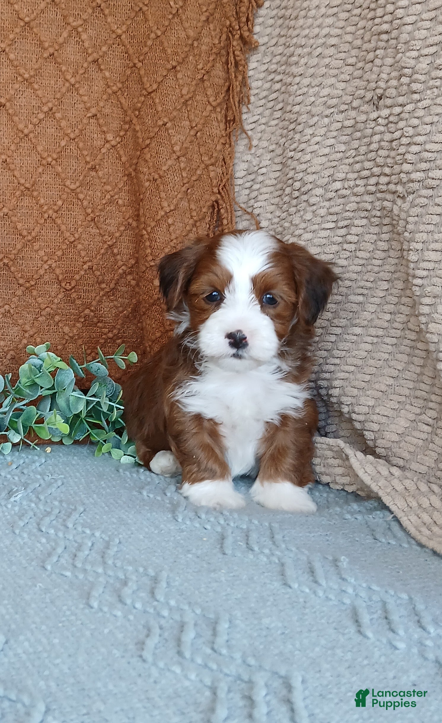 Havanese dogs Kyle  - Ad 14