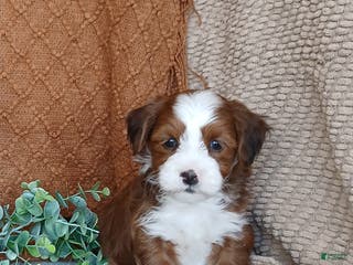 Havanese dogs Kyle - Ad 14