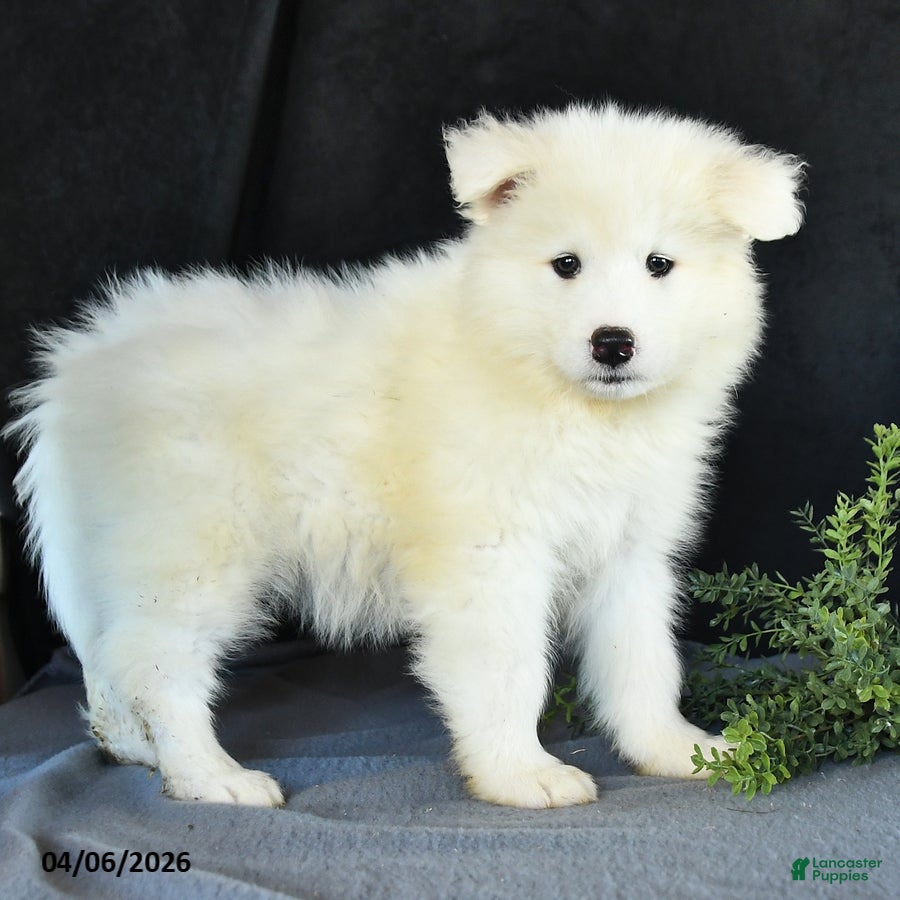 Samoyed dogs Dennis - Ad 2