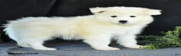 Samoyed dogs for sale: Dennis - Ad 2