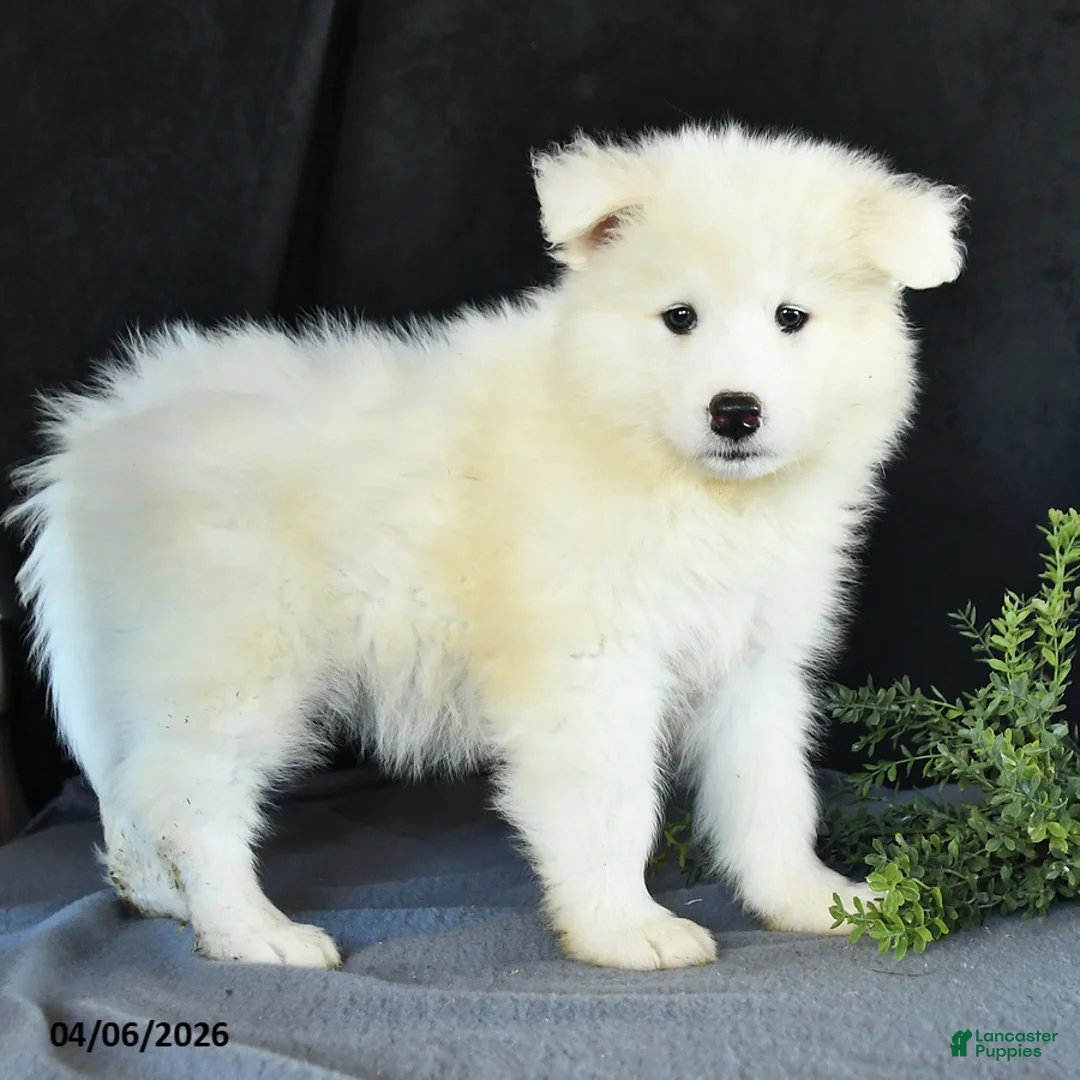 Samoyed dogs for sale: Dennis - Ad 2