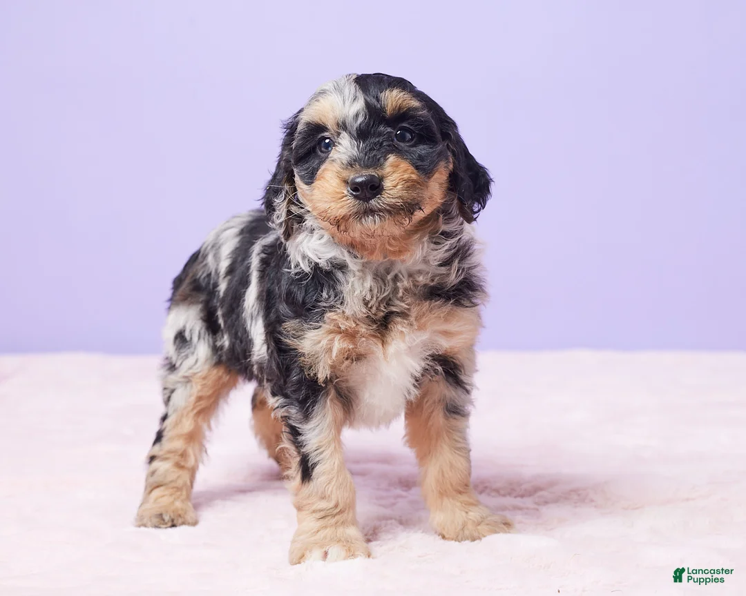 Mini Bernedoodle dogs for sale: Sandy - Ad 4