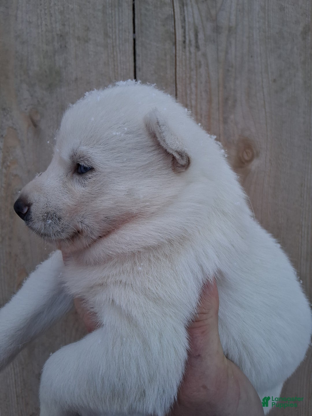 Siberian Husky dogs for sale: Snow White  - Ad 3