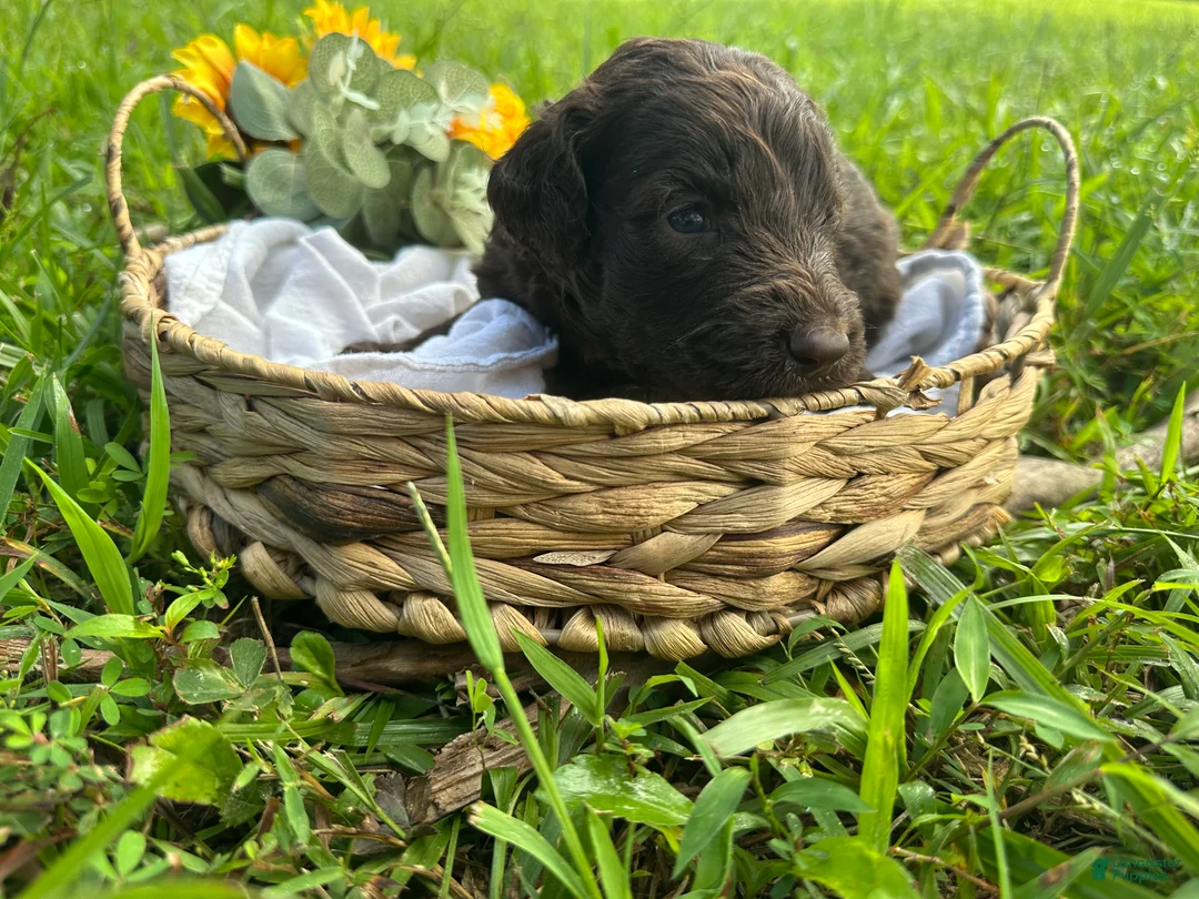 Goldendoodle dogs for sale: Goldendoodle 3 - Ad 2