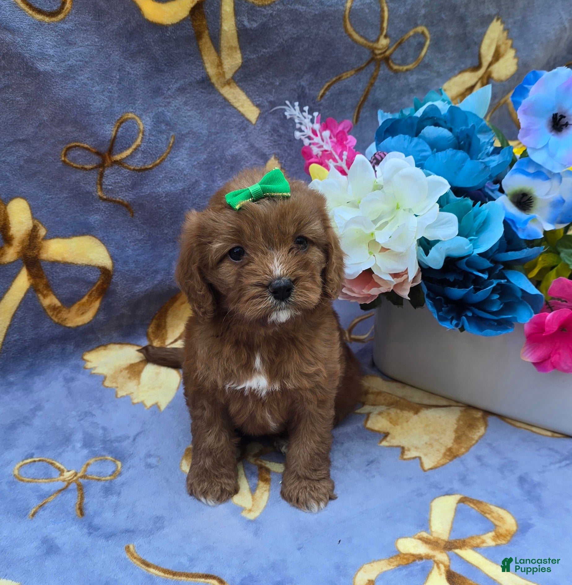 Cavapoo dogs Star - Ad 34