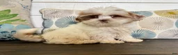 Shihpoo dogs for sale: Prince  - Ad 12
