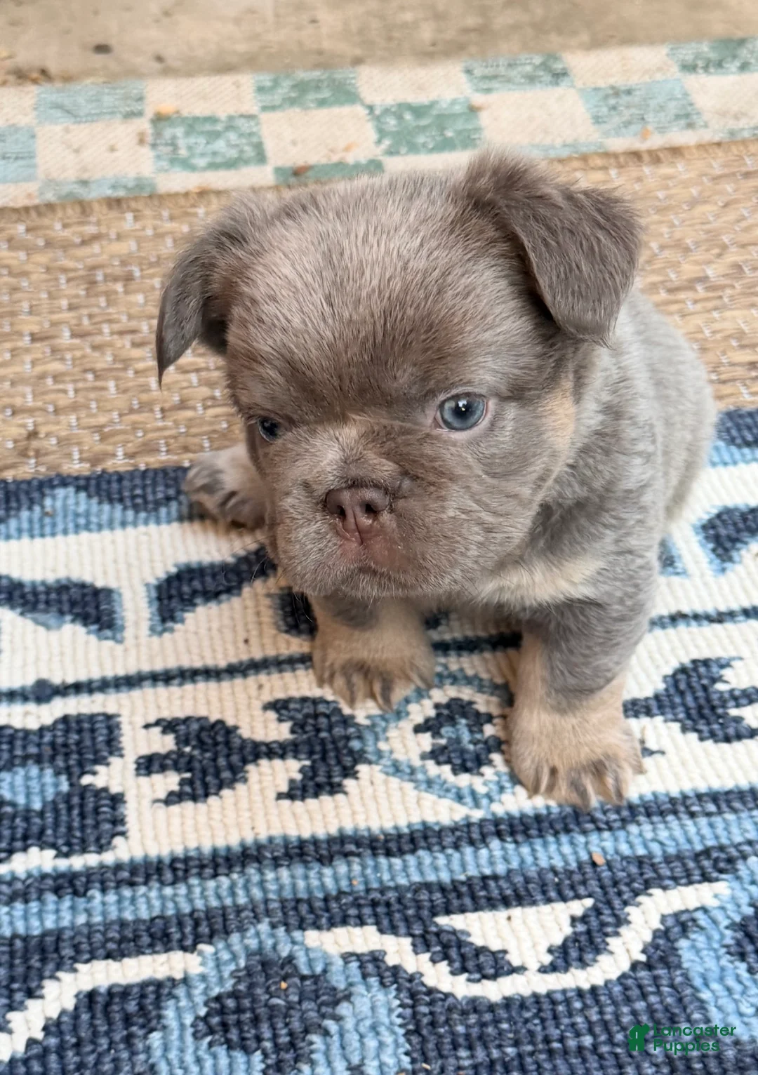 French Bulldog dogs for sale: French Bulldog 3 - Ad 2