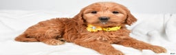Mini Goldendoodle dogs for sale: Bridget - Ad 3