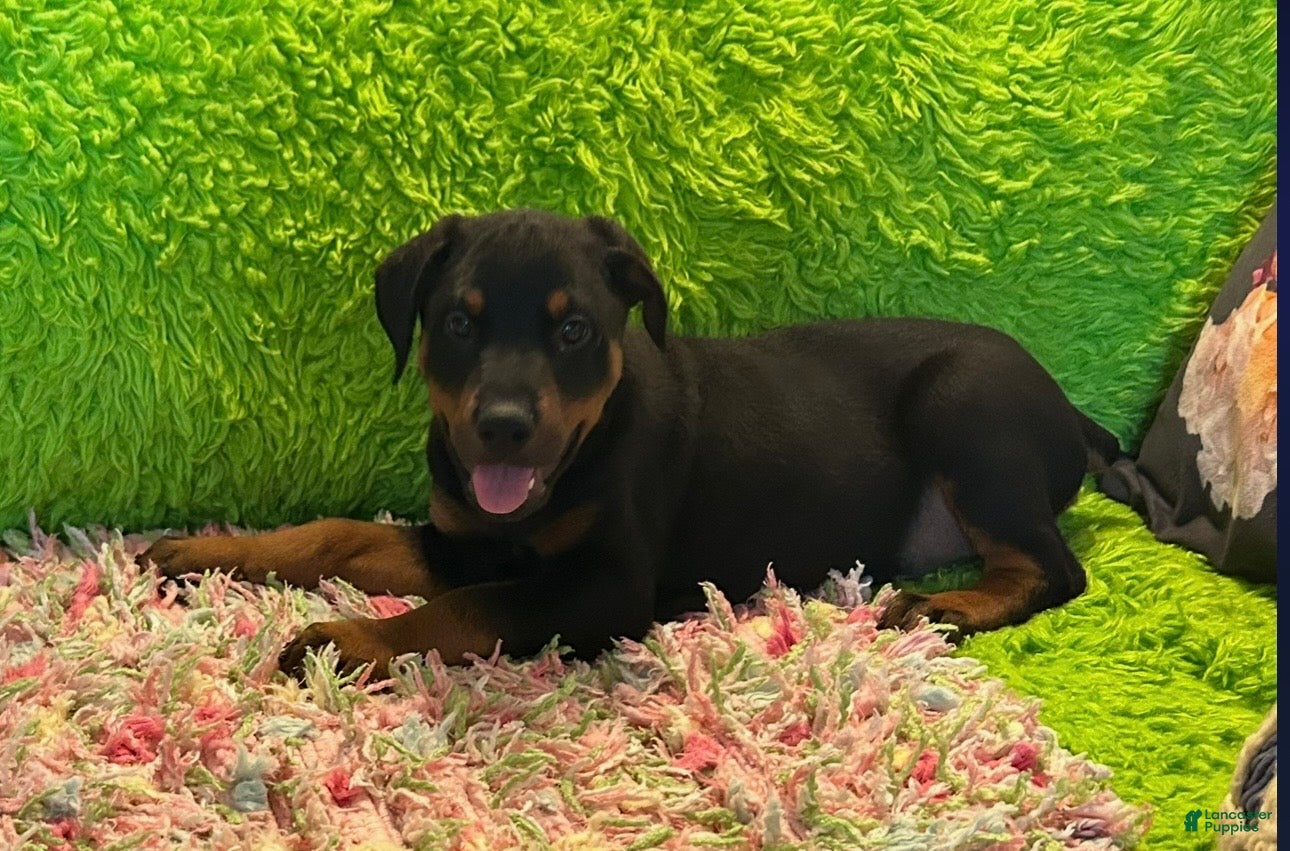 Rottweiler dogs Kash - Ad 1