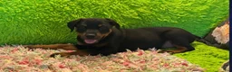 Rottweiler dogs for sale: Kash - Ad 1