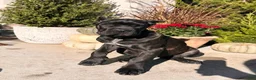 Cane Corso dogs for sale: Rosie - Ad 3
