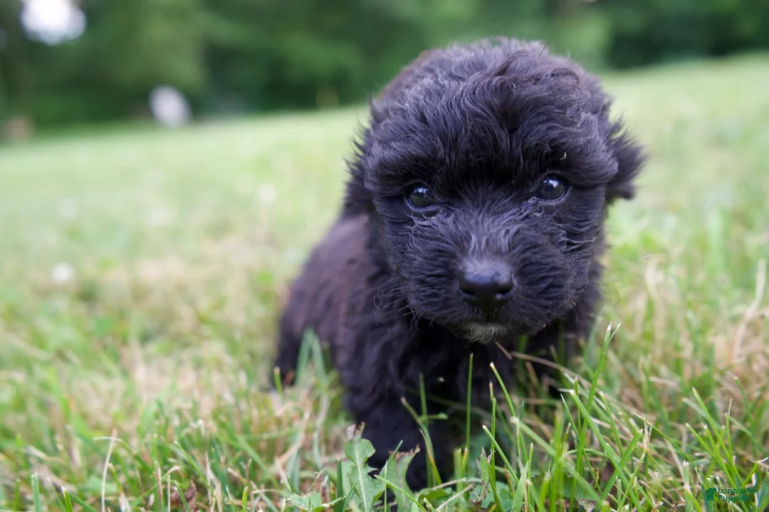 Mixed Breed dogs for sale: Marly - Ad 1