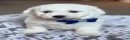 Bichon Frise dogs for sale: Lenny - Ad 3