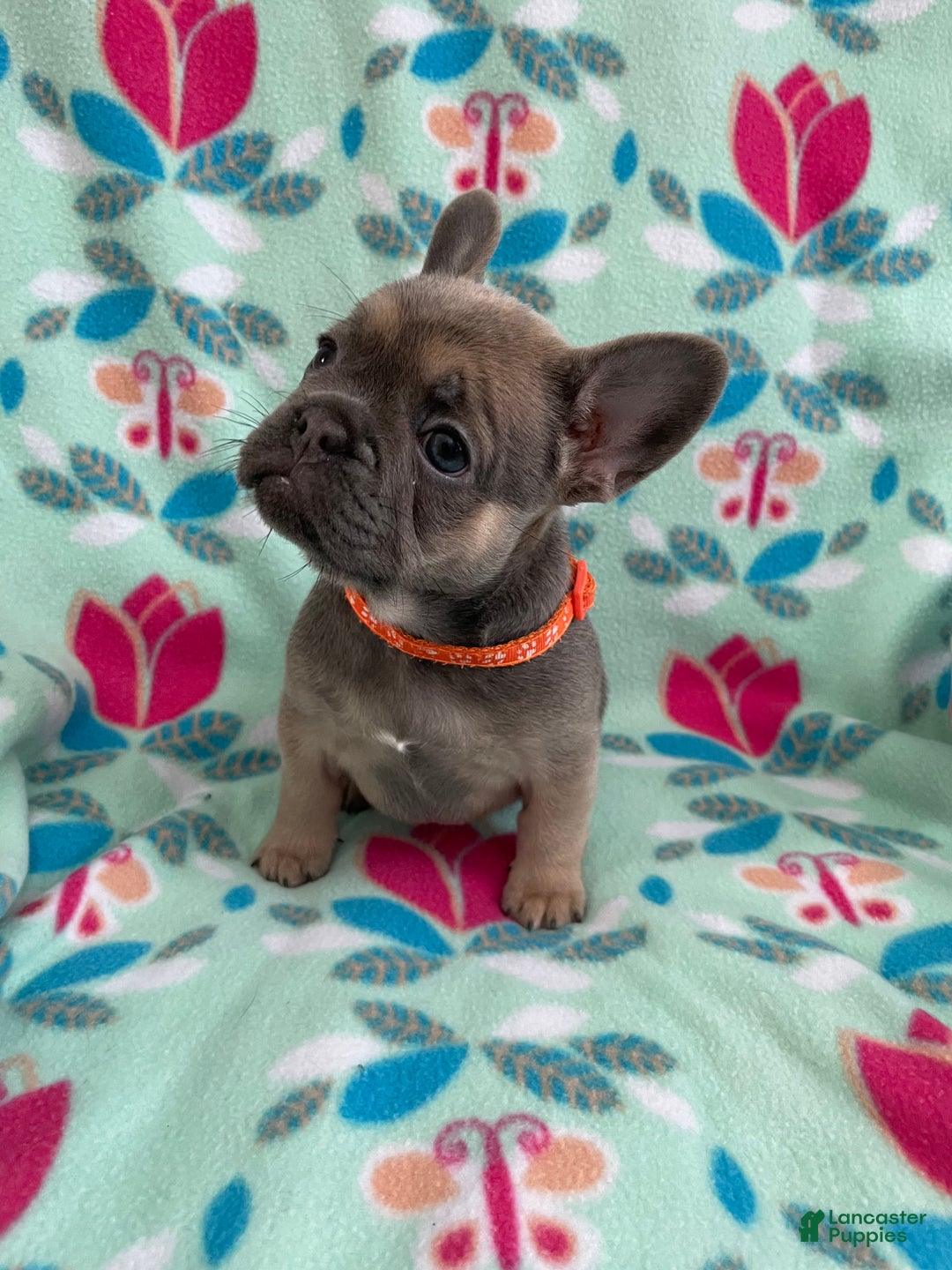 French Bulldog dogs for sale:  Puppy 3 - Ad 2