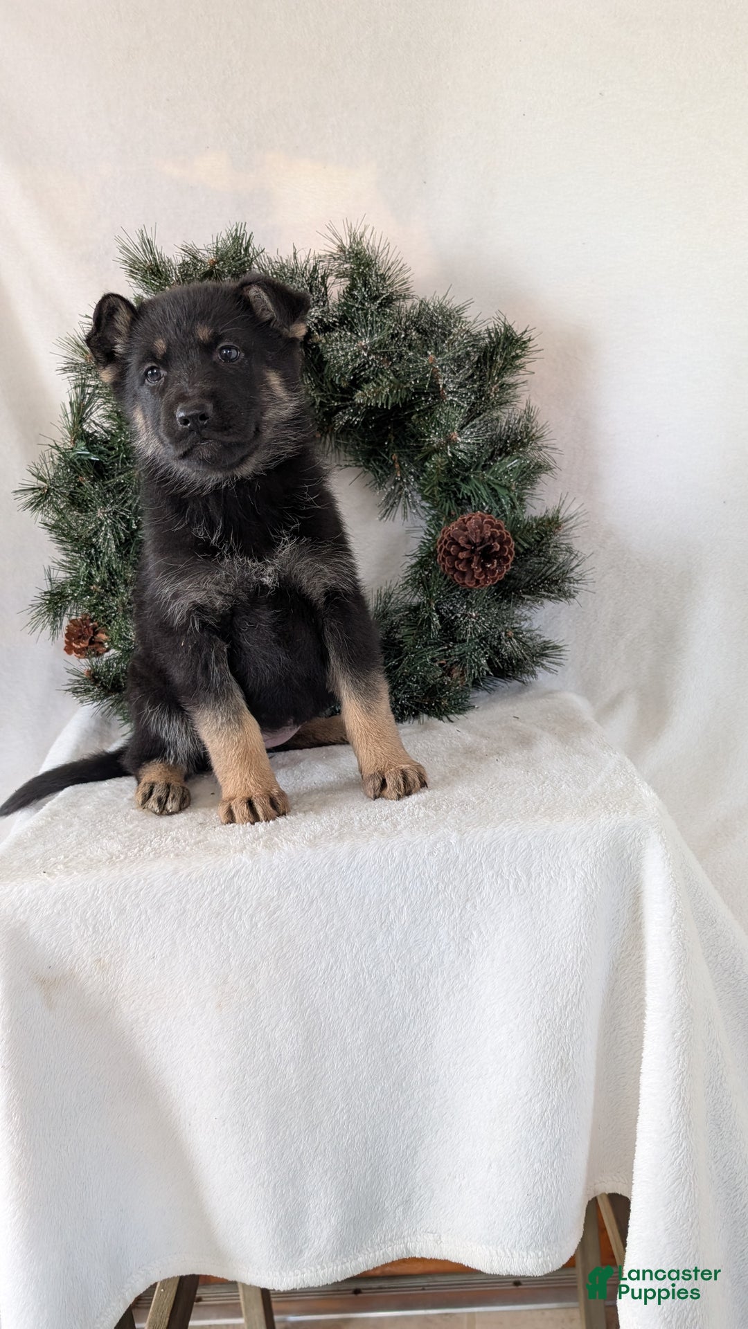 German Shepherd dogs for sale: Marge  - Ad 6