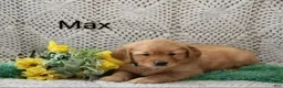 Golden Retriever dogs for sale: Max - Ad 4