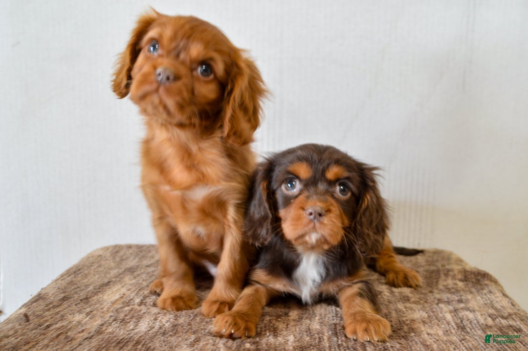 Cavalier King Charles Spaniel dogs for sale: Cally - Ad 4