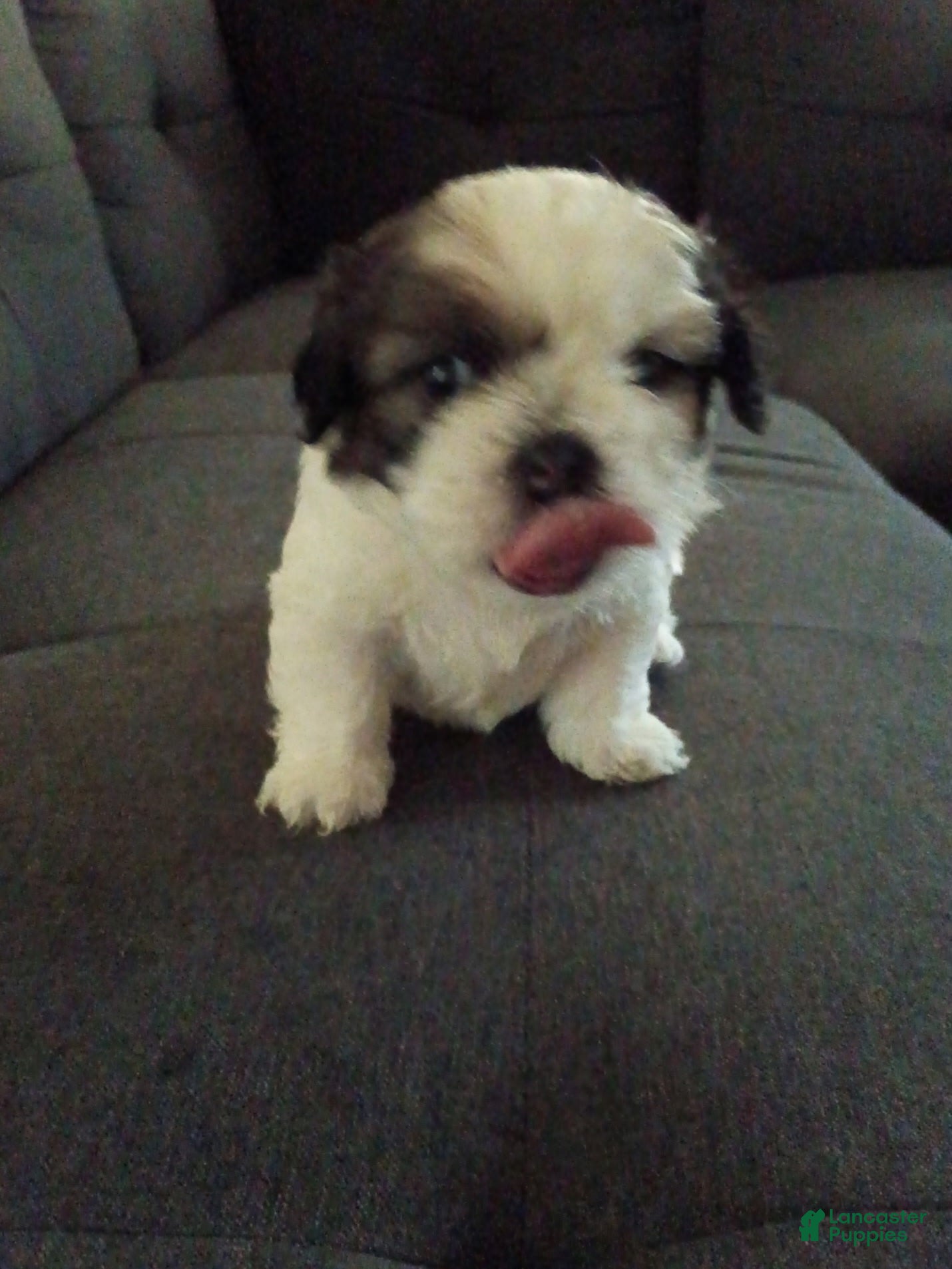 Shih Tzu dogs Shih Tzu 5 - Ad 31