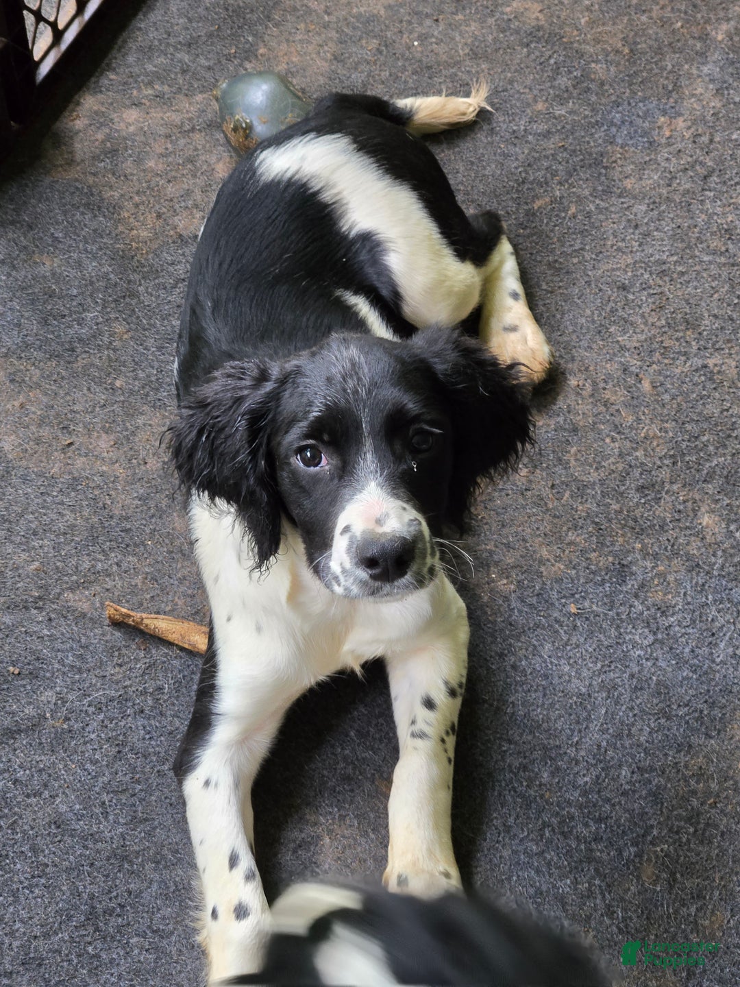 English Springer Spaniel dogs for sale: Sam - Ad 1