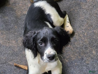 English Springer Spaniel dogs Sam - Ad 22