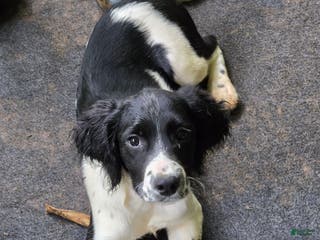 English Springer Spaniel dogs Sam - Ad 31