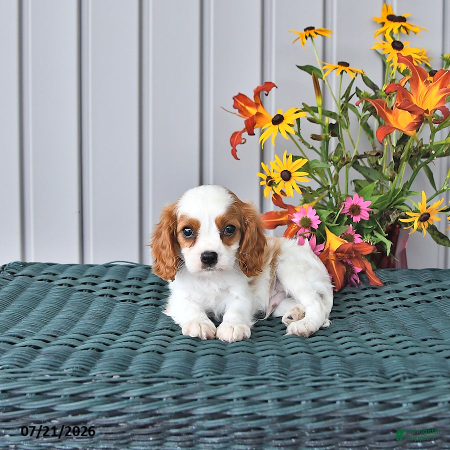 Cavalier King Charles Spaniel dogs Winston - Ad 1