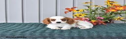 Cavalier King Charles Spaniel dogs for sale: Winston - Ad 1