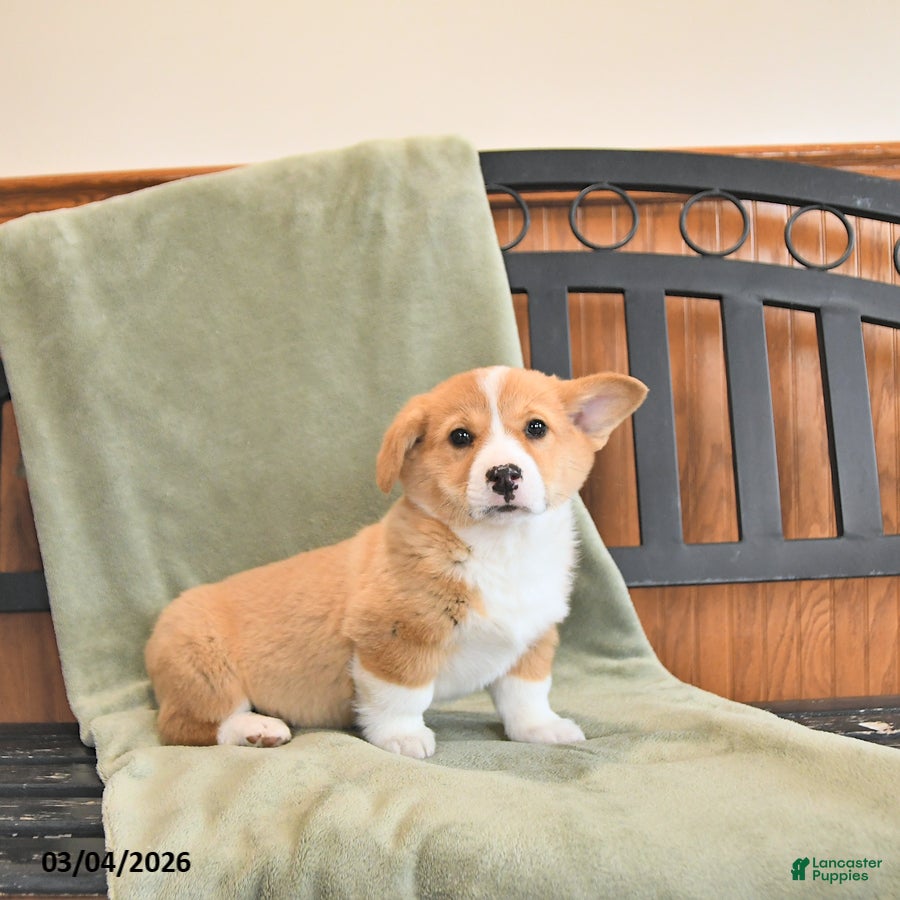 Welsh Corgi Pembroke dogs Tater - Ad 2