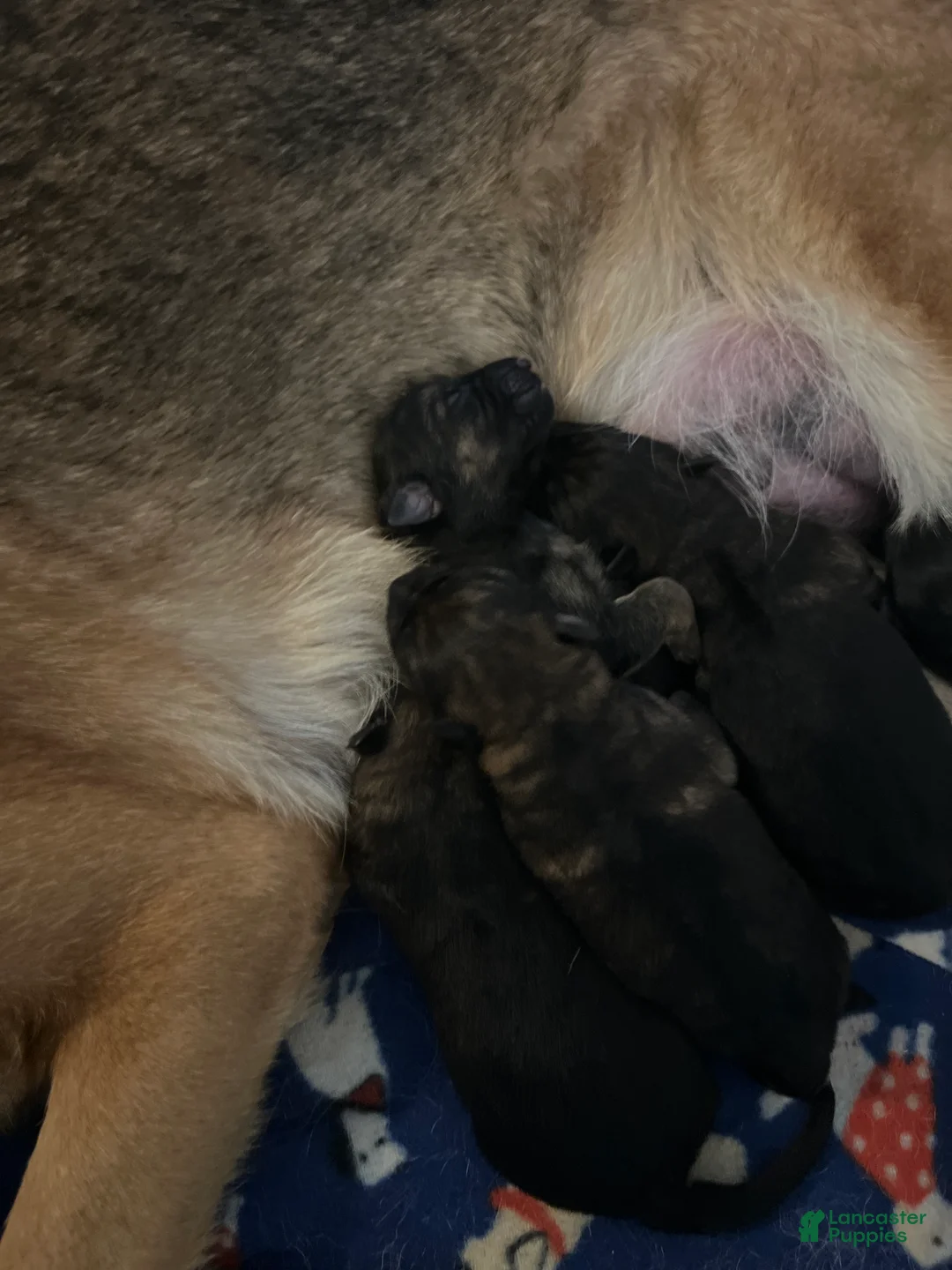 German Shepherd dogs for sale: German Shepherd 3 - Ad 2
