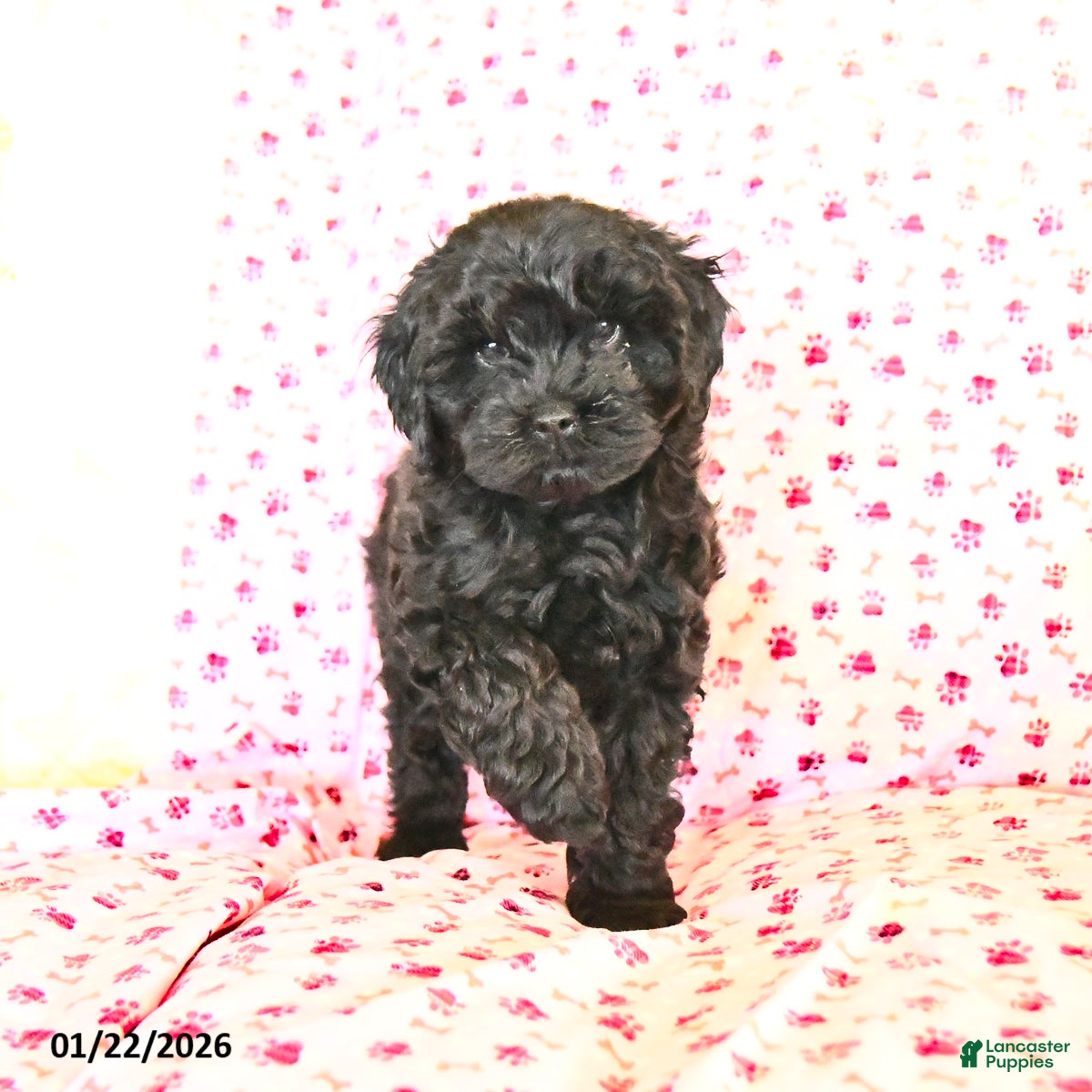 Cockapoo dogs Muffin  - Ad 2