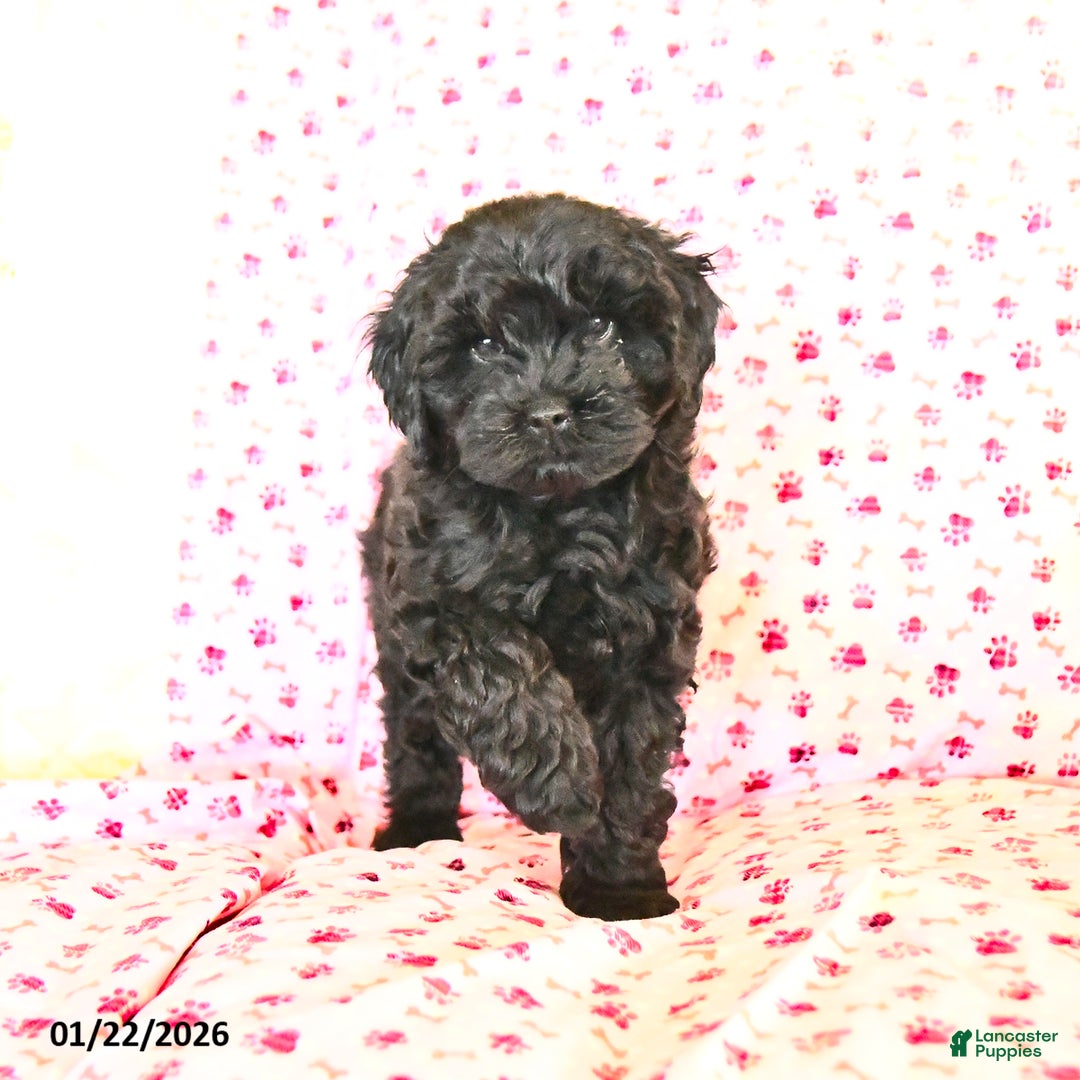 Cockapoo dogs for sale: Muffin  - Ad 2