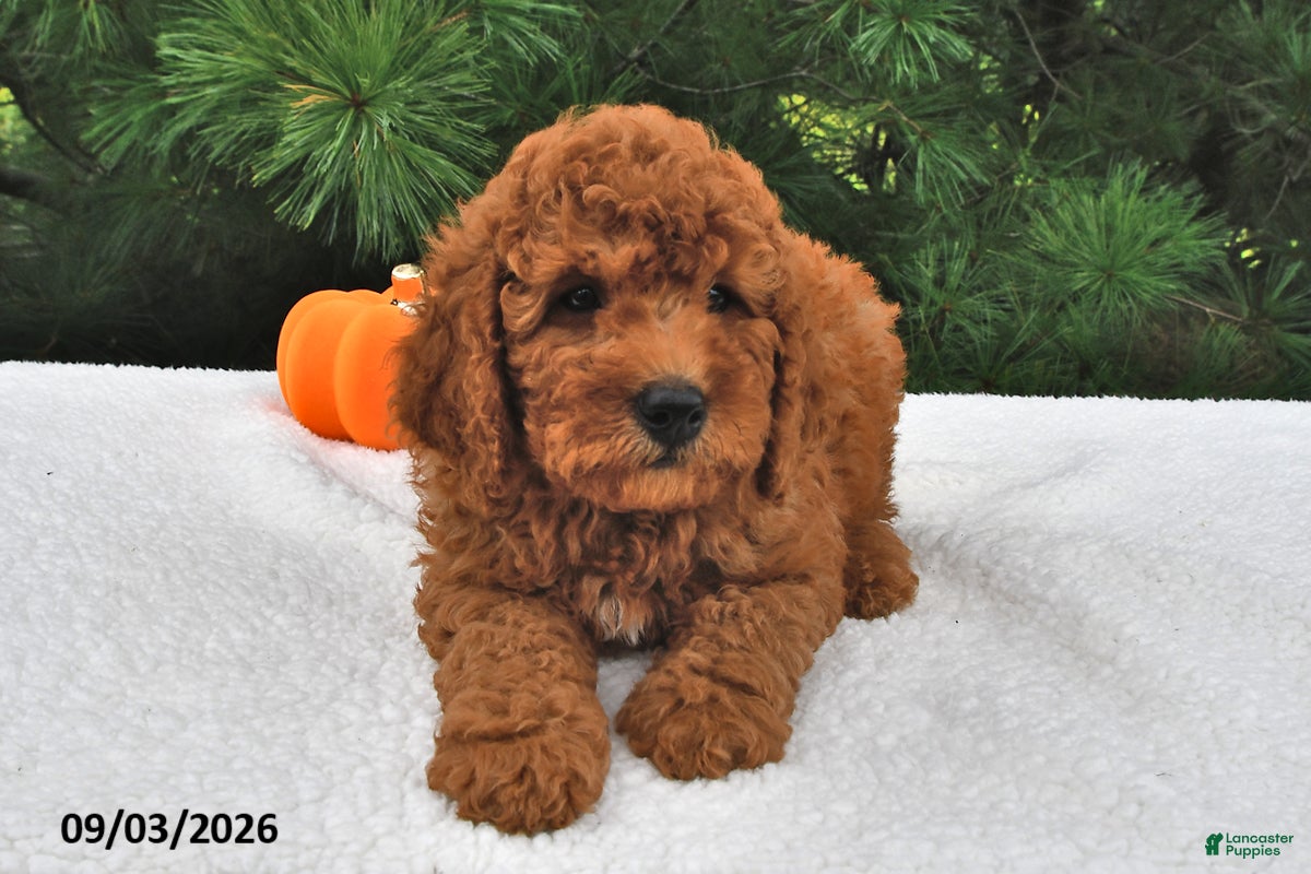 Mini Goldendoodle dogs Teddy - Ad 1