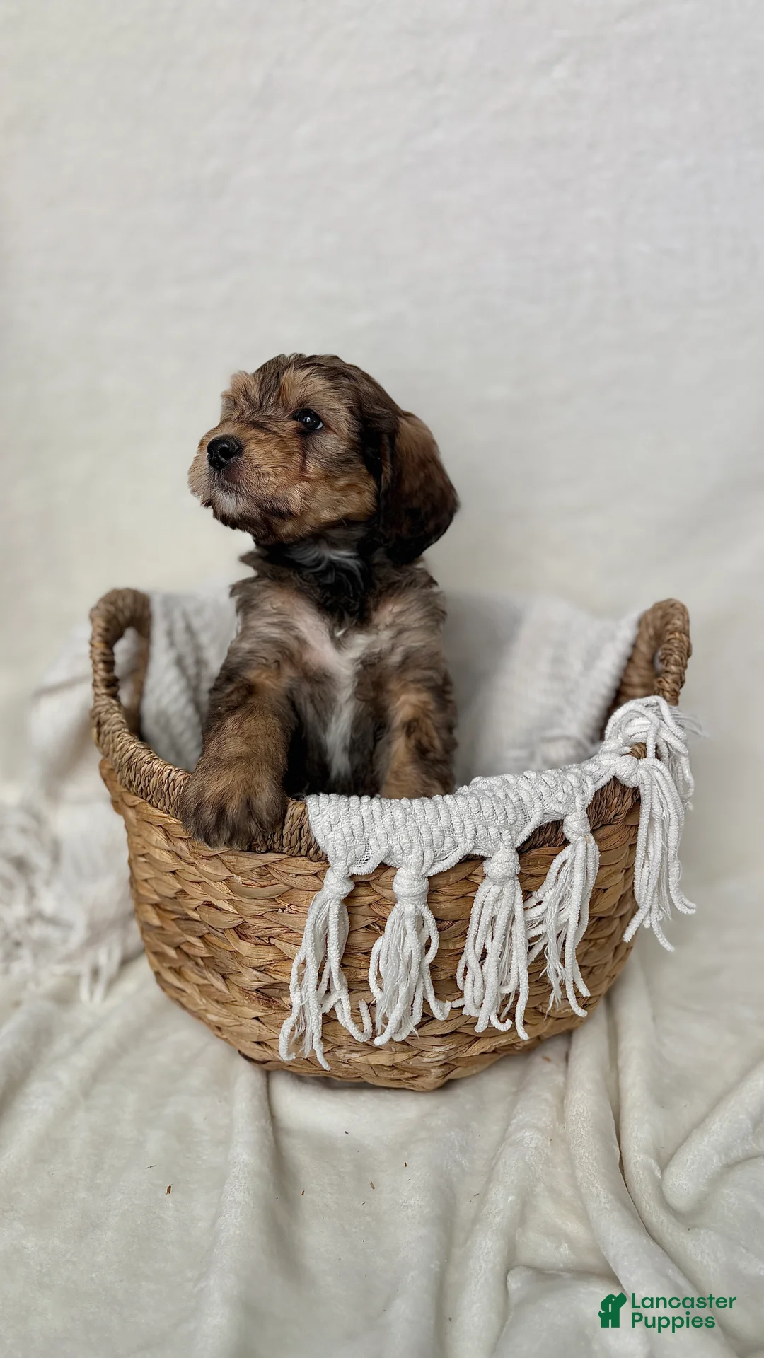 Bernedoodle dogs for sale: Sam - Ad 4