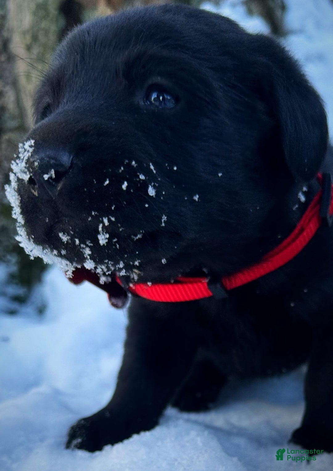 Labrador Retriever dogs for sale:  Puppy 1 - Ad 6