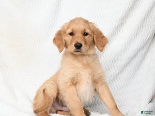 Golden Retriever dogs - Ad 39