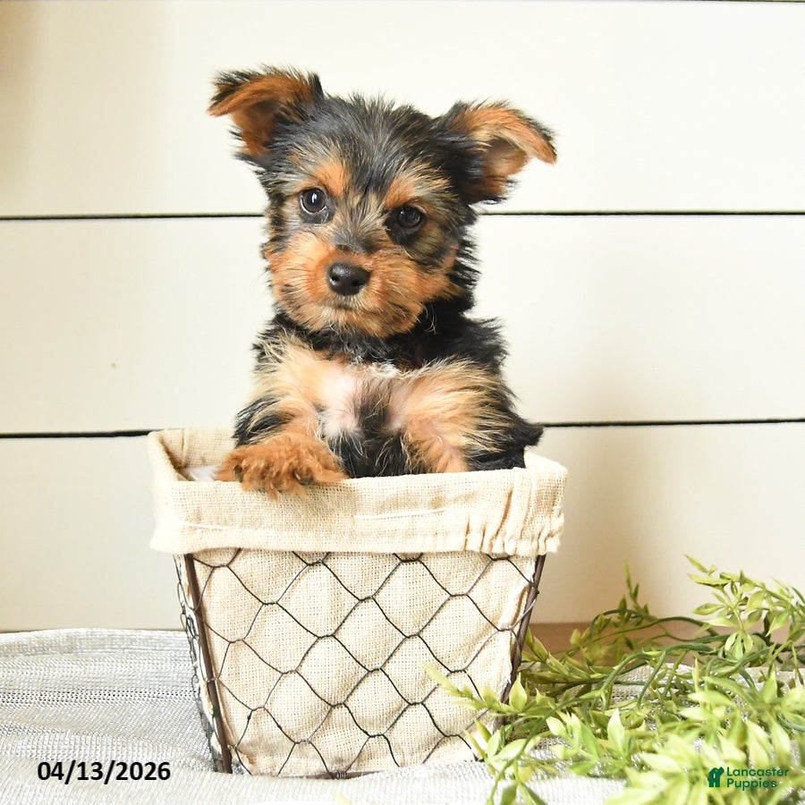 Yorkshire Terrier dogs Isaac - Ad 2