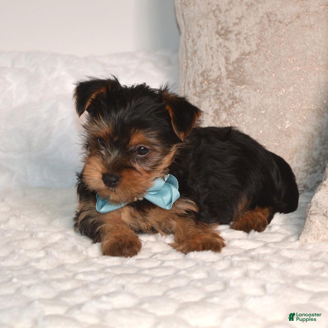 Yorkshire Terrier dogs for sale: Dash - Ad 4