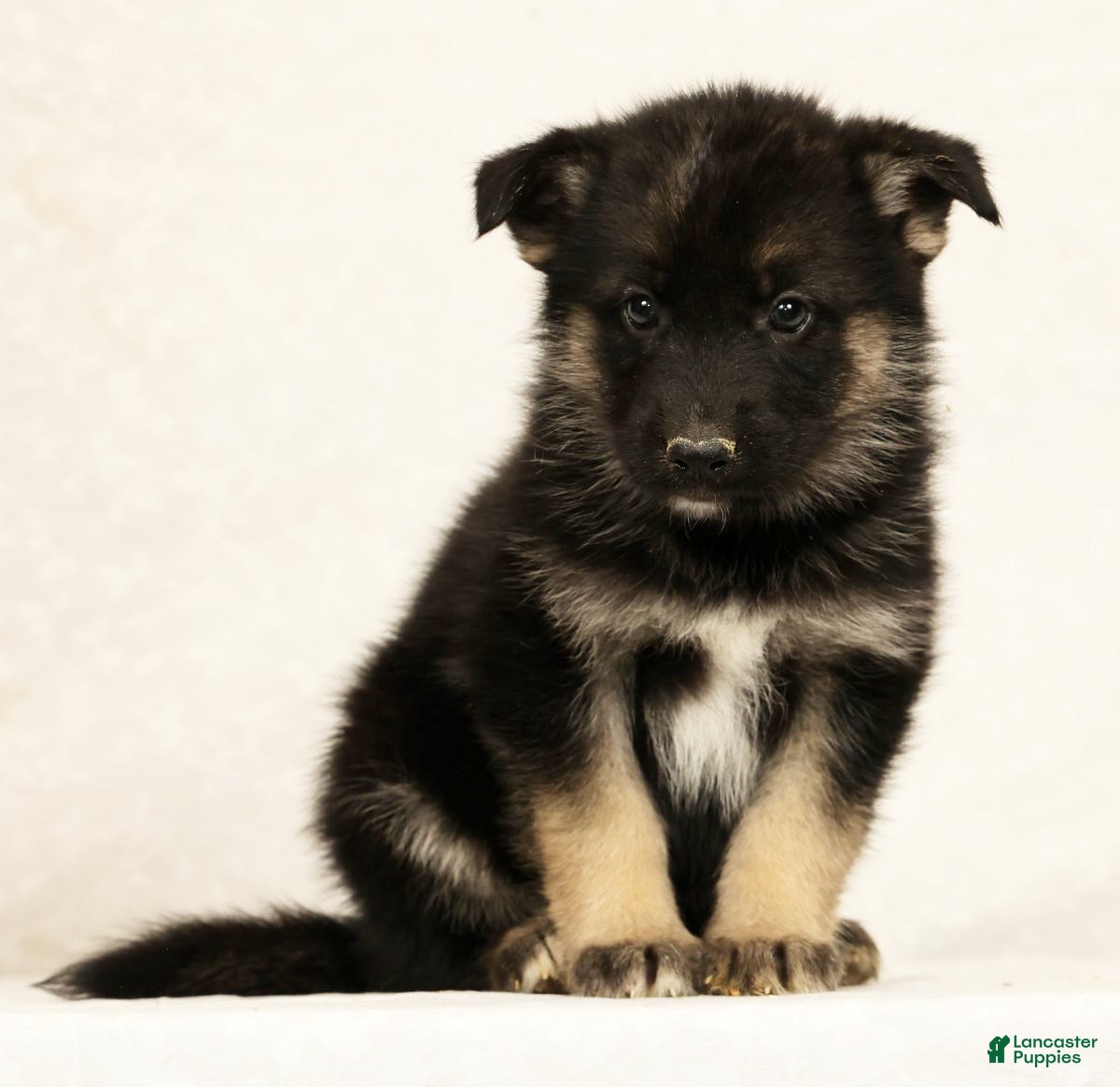 Gerberian Shepsky dogs Rhoda - Ad 2