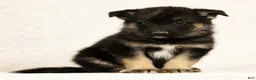 Gerberian Shepsky dogs for sale: Rhoda - Ad 2