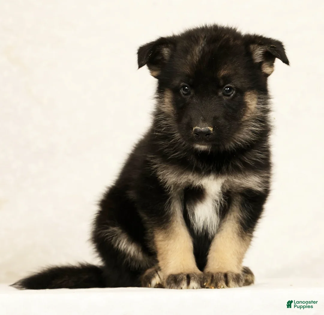 Gerberian Shepsky dogs for sale: Rhoda - Ad 2