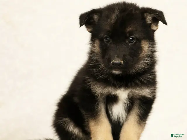 Gerberian Shepsky dogs for sale: Rhoda - Ad 2